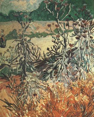 Vincent Van Gogh Thistles (nn04) china oil painting image